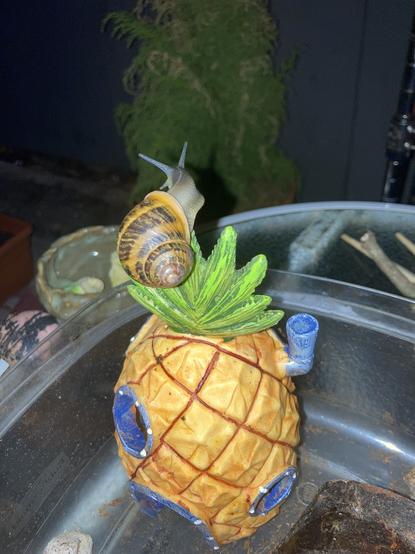 A garden snail sits atop the leaves of an acrylic SpongeBob pineapple house. It is gazing around the garden illuminated by a camera flash.