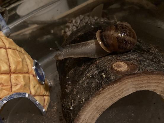 A large brown garden snail, crawling across a hollow, semicircular wooden hideaway. Curious, it has its head stretched out towards an acrylic pineapple hideaway.