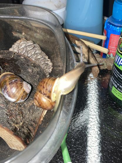 A garden snail climbing up the edge of a plastic container and looking curiously at the tank cleaning supplies on the table. Another can be seen to its left, crawling out of frame.