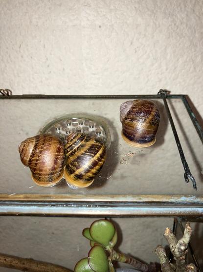 A photograph of a glass terrarium, with its lid flipped open. Three snails are hiding in their shells, attached to the lid. Two are cuddling close to one another; the third is a small distance away.