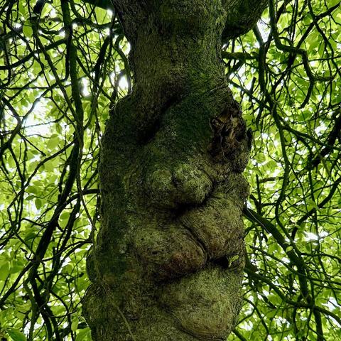 An extremely lumpy bumpy tree trunk, not super thick but quite substantial. Behind it a plethora of small branches and bright green leaves, backlit by the sun. The trunk has the appearance of a very grumpy old person’s face