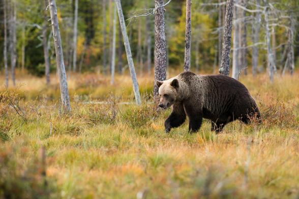 Black bear