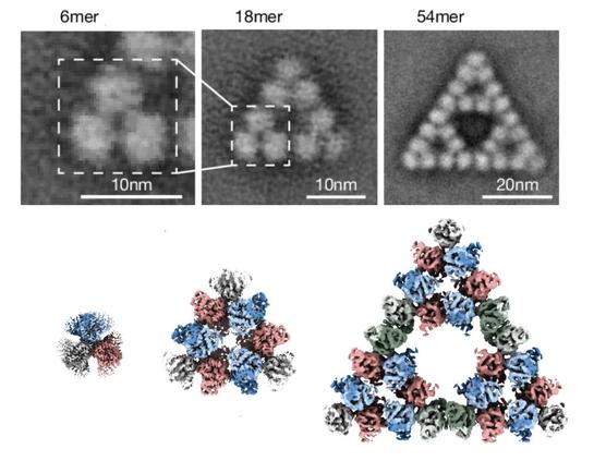 3d models of enzymes forming a triangular shape