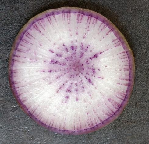 Coupe d'un radis rose posé sur une surface grise sombre. De petites taches forment des rayons, plus denses au centre, de couleur mauve sur fond blanc.