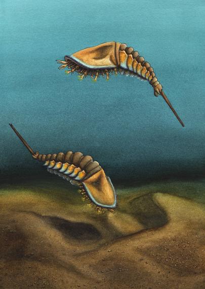 Reconstruction of Setapedites abundantis. By Elissa Sorojsrisom. The animals look a little like trilobites. They are swimming above a sandy sea floor.