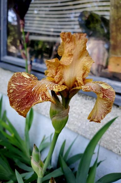 A bearded tiger iris flower. Yellow with brown stripes.