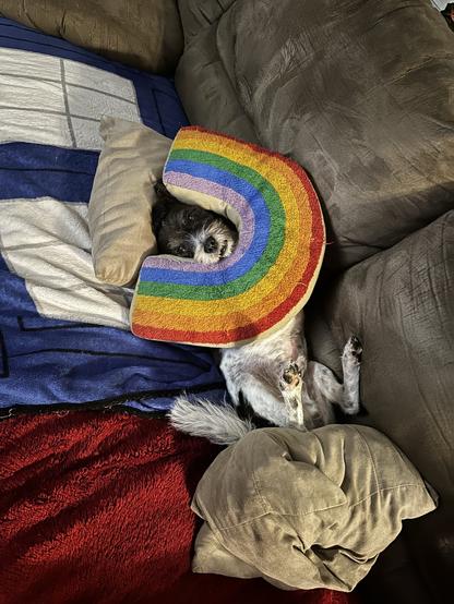 A dog lying on a couch with its head through a colorful rainbow-striped cushion, looking cozy and relaxed.