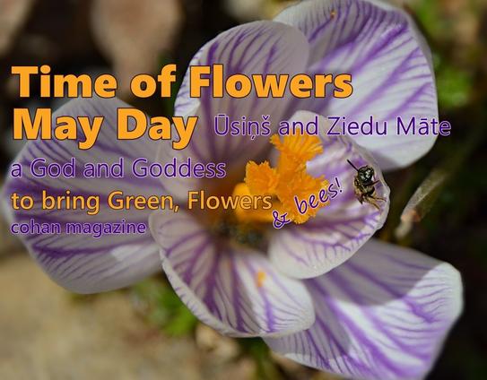A whitish Crocus flower generousy veined with purple,  and bright orange sexy parts. A tiny dark wild bee has just climbed out of the centre, and is at the top of a petal, some pollen grains clinging. The title text: "Time of Flowers May Day; Ūsiņš and Ziedu  Māte: a God and Goddess to bring Green, Flowers  & Bees"  is  over the image in alternating lines of orange and mid-violet-red in varying font sizes.