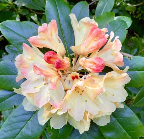 My closeup photo of a blooming rhododendron flower with creamy yellow petals opening from deep apricot-pink buds.