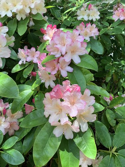 My closeup photo of some of the many flowers on a big pink rhododendron in our front yard. Its buds and the backs and edges of its pale pink petals are a deeper, bubblegum pink.
