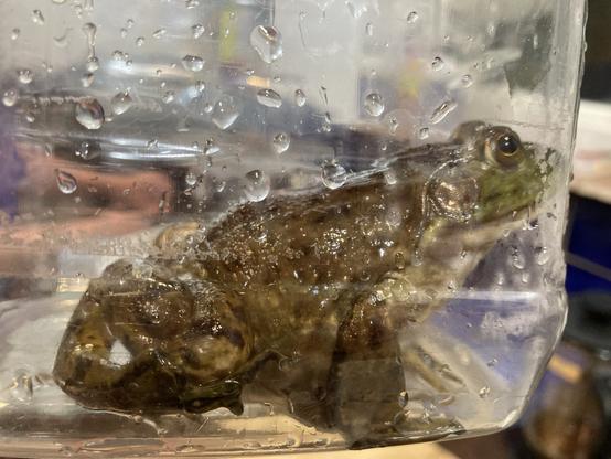 A large green-brown frog in a clear plastic container, seen in profile.