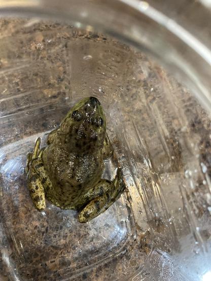 A large green-brown frog in a clear plastic container, seen from above.