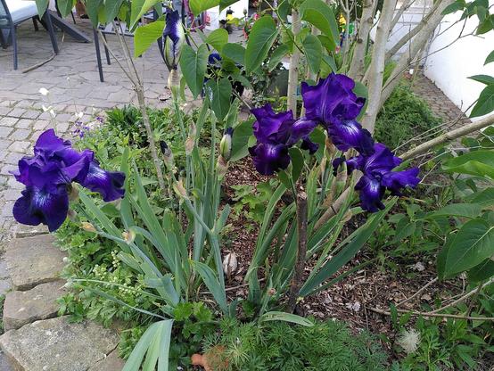 Blüte einer Bartiris mit Stock zur Unterstützung.