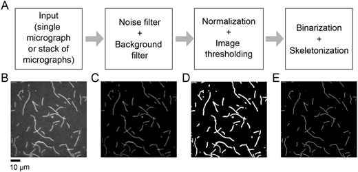 Figure 1A-E from the article. Quantification of filament numbers and lengths. (A) Flow-chart summarizing image processing and quantification steps. (B) Representative micrograph of filaments polymerized from 2 µM actin monomers, labeled with FITC-phalloidin, diluted into microscopy buffer, and imaged using TIRF microscopy. (C-E) Micrograph shown in B following sequential (C) noise filtering and background subtraction, (D) normalization and image thresholding, and (E) binarization and skeletonization.