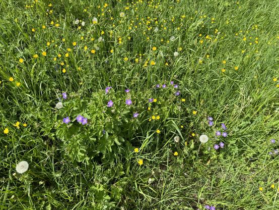 Eine farbenfrohe Wiese 
A colorful meadow