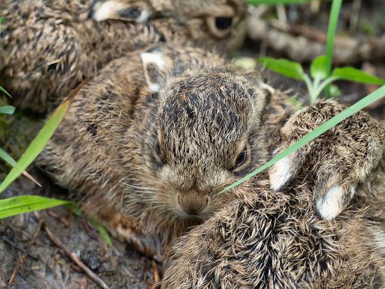 Group of 3 leverets cuddled together, focussing on one of them