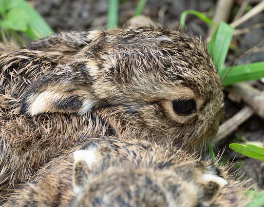 Group of 3 leverets cuddled together, focussing on one of them