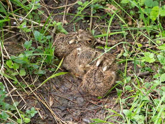 Group of 3 tiny leverets cuddled together
