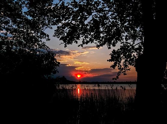 View of the setting sun. There are reeds in the foreground and the sunset is framed by the leafy branches of some trees. It looks beautiful.