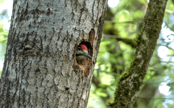 Un pic épeiche juvénile qui commence à sortir la tête de son nid

A juvenile great spotted woodpecker starting to poke its head out of its nest