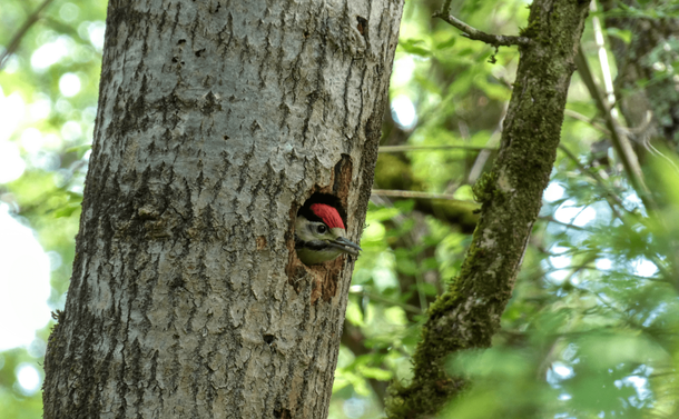 Un pic épeiche juvénile avec sa tête qui sort du nid

A juvenile great spotted woodpecker with its head sticking out of the nest