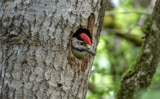 Un pic épeiche juvénile avec sa tête bien sortie du nid

A juvenile great spotted woodpecker with its head well out of the nest