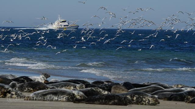 Vorne liegen Kegelrobben am Strand, dahinter steigt ein Schwarm Seeschwalben über dem Wasser auf, ganz im Hintergrund fährt ein Boot.