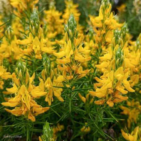 Aulaga o Tojo alfiletero (Genista hirsuta)
