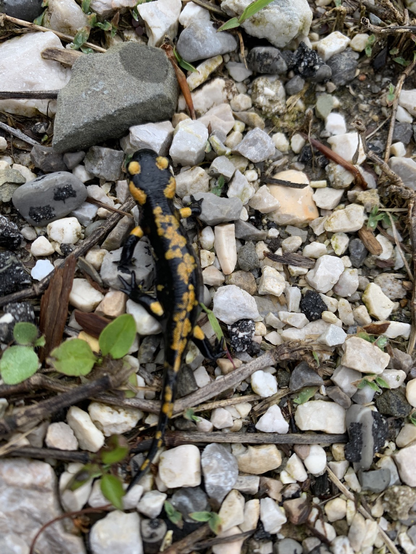 A fire salamander