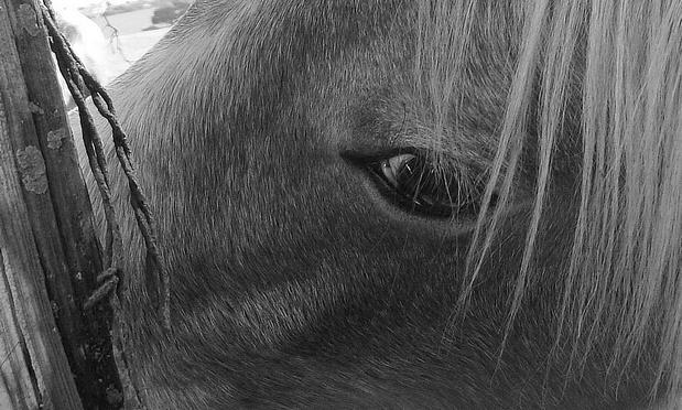 Black and white photograph of a horse who comes up close to the fence to see if I'm hiding any apples. . .