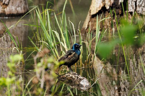a beautiful grackle stands on a log emerging from some reflective water. they are surrounded by sparse green grasses and are partially obscured by a plant in the foreground. they have a striking iridescent blue head and neck that ends abruptly in deep black feathers with little green iridescent highlights and a brown to purple wing. their face is like conical almost and their beak is such a classic "beak" like its matte black and has a little jagged edge and is very point. they also have a bright yellow eye with a solid black pupil in the middle. these guys really get me how pretty they are. they're so common that you tend to overlook them a lot of the time but the colors are really incredible when you catch them in the right light. also in the background are the large bases of two trees. one closer to the camera than the other. the bark of the one that is farther back on the left is reflected in the water along the whole left of frame. the water is like old bottle glass as it is very shiny smooth with little dots of bugs or pollen or something on the surface distributed evenly through throughout the water