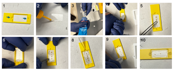 Fig. 3: Mounting and preparing adult ovaries for imaging. 1. Print a coverslip'n'slide and gather materials for mounting the samples. Note the fillinf inlets on the coverlip'n'slide indicated with the blue arrows. 2. Apply super glue around the edges of a coverlslip and attach it to the the coverslip'n'slide. 3. Load syringe with sealant for more precise control over application. 4. Using the syringe, create a chamber using sealant by lining the edges of the coverslip. 5. Arrange the samples on the coverslip. 6. Apply a coverslip to the top of the sealant, creating a chamber. 7. Gently push on the top coverslip until it touches the samples. 8. Using a pipet, fill the chamber with ECi. 9. Plug the filling inlets with sealant. 10. Allow to cure for 1h before imaging.