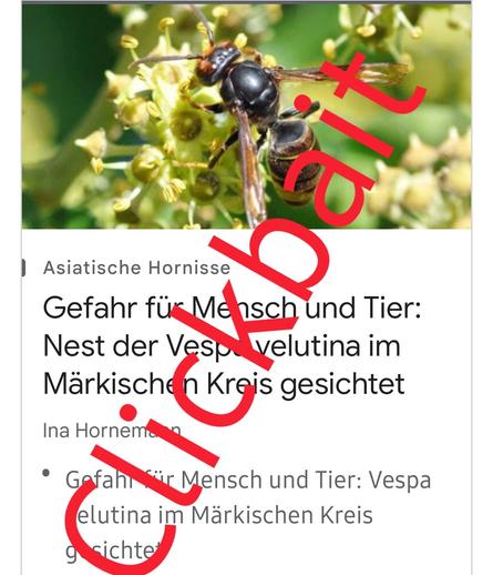 Screenshot
Bild von Vespa velutina

Text:


 Asiatische Hornisse

Gefahr für Mensch und Tier: Nest der Vespa velutina im Märkischen Kreis gesichtet

Darüber hab ich mit roten Buchstaben Clickbait geschrieben 

Ina Hornemann

Gefahr für Mensch und Tier: Vespa velutina im Märkischen Kreis gesichtet