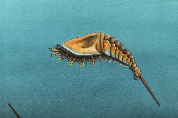 An illustration of Setapedites abundantis, the 5 to 10mm long ancestor of scorpions, spiders, and horseshoe crabs. It looks kind of like a horseshoe crab mixed with a shrimp.