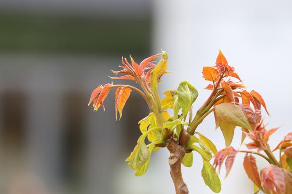 Primo piano di un ciuffo di foglie rossine che Google Lens dice essere mogano cinese, ma non garantisco.