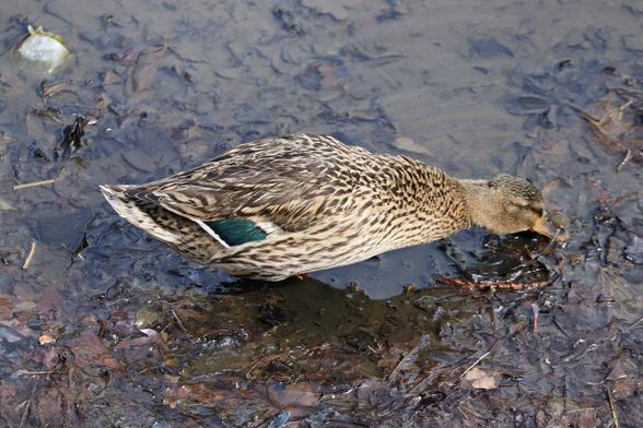 Una germana reale femmina si sta abbeverando in una pozza di fango, anche se nella foto non sembra così tanto melma quanto era in realtà.