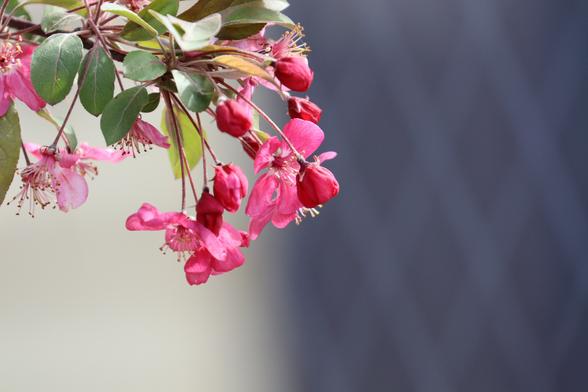 Primo piano di un ramo di ciliegio in fiore, alcuni sbocciati e altri ancora chiusi.