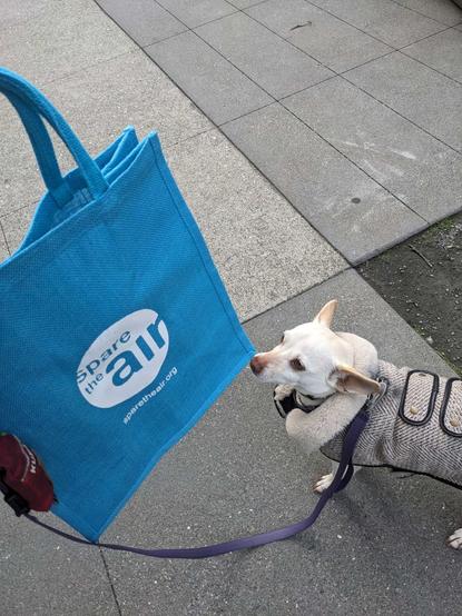 A small white dog with big ears sniffing a blue tote bag that says Spare the Air.