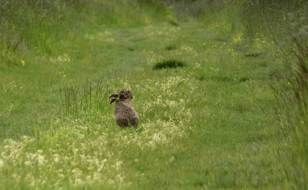 Un lièvre dans un chemin plein d'herbes, de petites fleurs et de graminées. L'animal est vu de dos, il est assis avec les oreilles rabattues en arrière dans un air de méfiance.

A hare on a path full of grass, small flowers and grasses. The animal is seen from the back, sitting with its ears folded back in an air of mistrust.