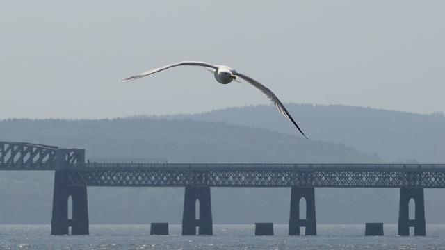 A herring gull flying high, wings spread, towards the camera, with the Tay Rail Bridge behind and in the distance over the river the hills of Fife. The bird is white and grey and has its head turned to our right.