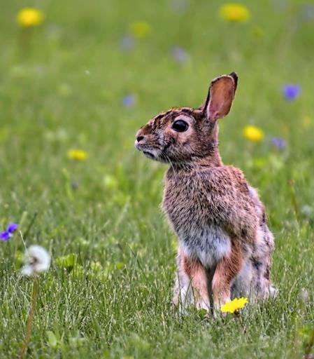 A bunny sitting peaceful but alert in a lawn with sporadic dandelions.