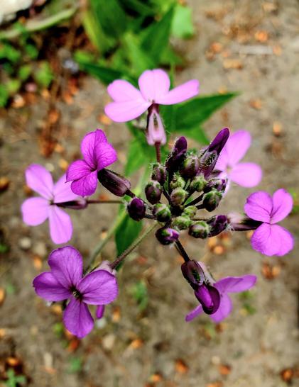 Dames rocket pink purple flowers & buds. 4 petals on flowers.