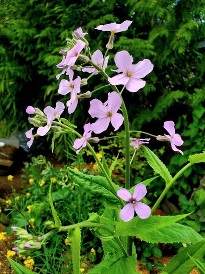 Dames rocket pink purple flowers & buds. 4 petals on flowers.