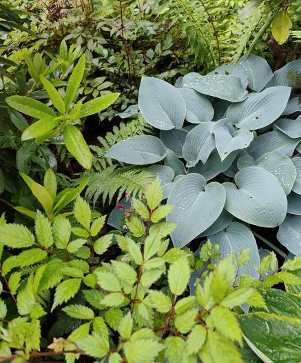 Blaue Hosta sowie grüne blätter der Astilbe ergeben ein spannendes Bild in einem Garten.
