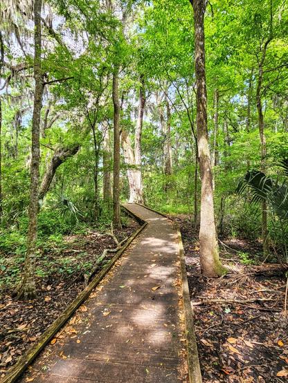An old weathered wood boardwalk winds through a forest with a variety of different shades of green tree and plant life, and dried brown leaves coating the paths on the forest floor.