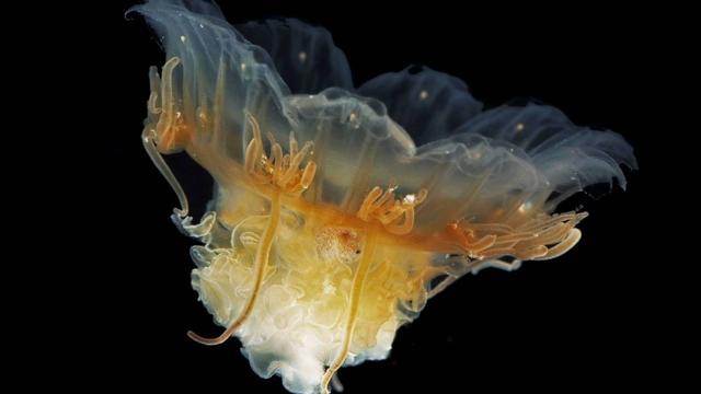 photo of a gelatinous jellyfish-like sea invertebrate