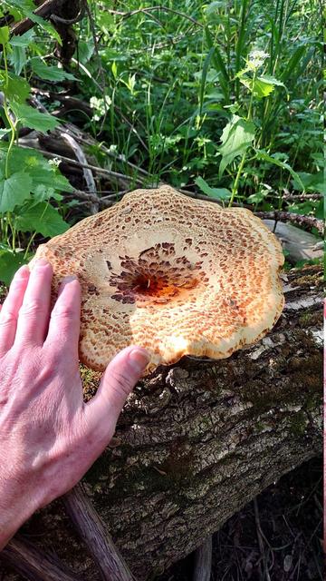 Likely to be Dryad's Saddle growing upright on a fallen Box Elder tree. Has the typical tan with brownish scales and a slight depression in the center. My hand is in the lower left for help in gauging size.