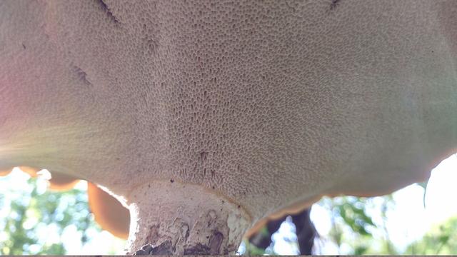 Bottom view of what is likely Dryad's Saddle showing its porous structure.