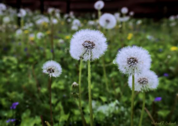 A closeup of several dandelions in a yard full of weeds