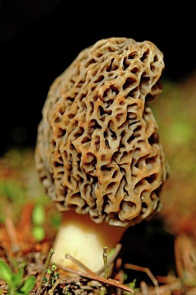 Close up of Morel Mushroom with darkish background in vertical